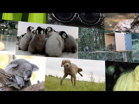 Top 10 Cutest Animals in Science 2014