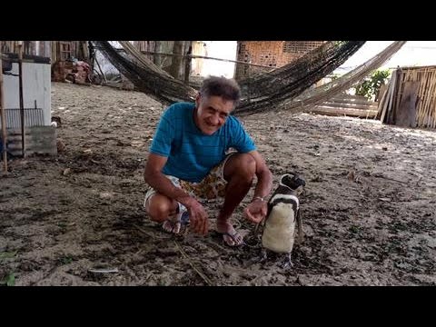 Patagonian Penguin Finds Second Home in Brazil