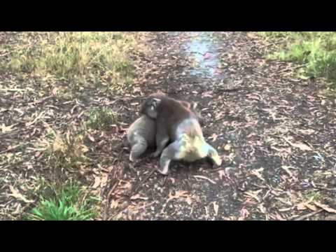 Koala wrestling
