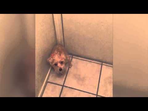 Adorable Dog Doesn't Want Owner to Leave