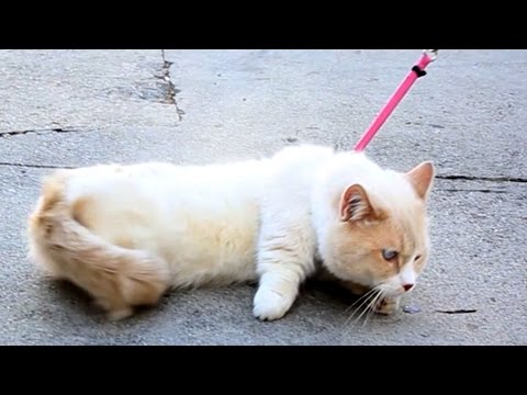 People Try Walking Their Cats