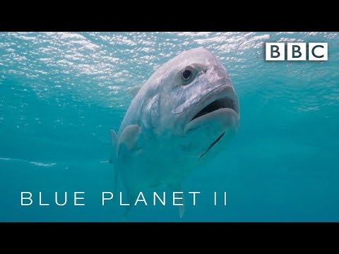 Predator fish leaps out of water to catch bird | Blue Planet II - BBC