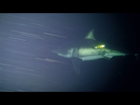 Great White Naps for First Time on Camera
