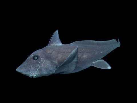 The pointy-nosed blue ratfish Hydrolagus trolli