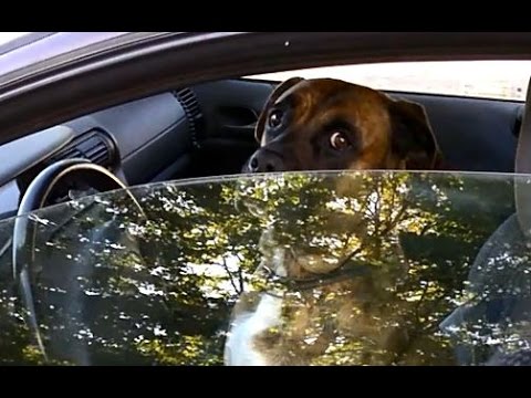 Собака за рулем Менты остановили собаку за превышение Неадекватный водитель