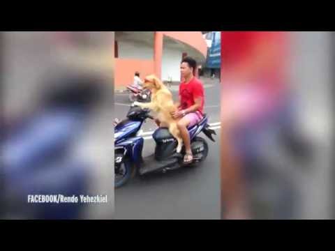 Собака на скутере