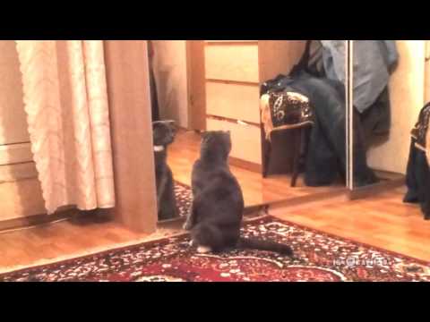 Cat realizes that he&#039;s a CAT / Кот осознал, что он КОТ