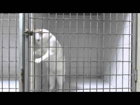 Chamallow, le chat roi de l&#039;évasion - The cat king of escape