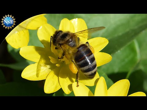 Flying Robotic Bee [RoboBee] | Science Nation