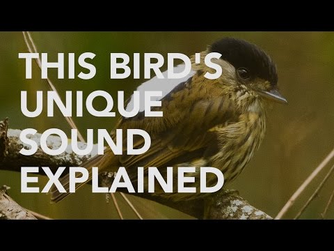 How Broadbills Make Loud Wing Song