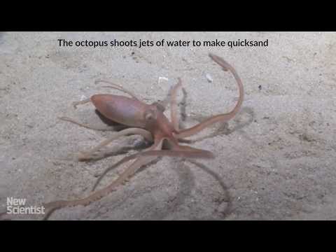 Octopus makes its own quicksand then vanishes inside