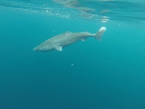 Raw: Greenland Shark Longest Living Vertebrate