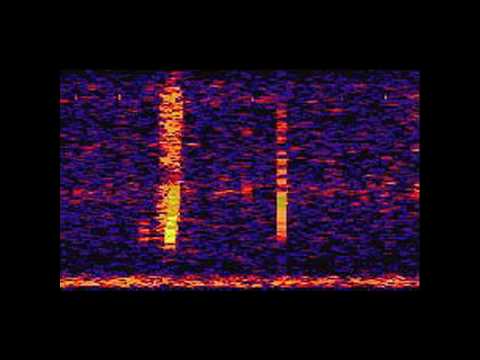 The Bloop: A Mysterious Sound from the Deep Ocean | NOAA SOSUS