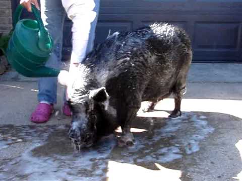 GUINNESS BOOK OF RECORDS OLDEST PIG