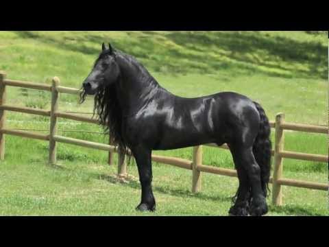 Highly acclaimed Friesian Stallion, SPECTACULAR, JAW-DROPPING