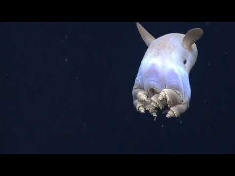 Dumbo Octopus: Gulf of Mexico 2014