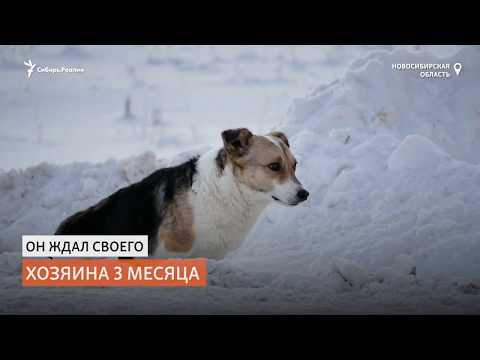 Сибирский Хатико три месяца в поле на морозе ждал своего хозяина