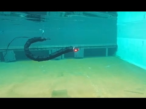 Swimming robot for maintenance and inspections