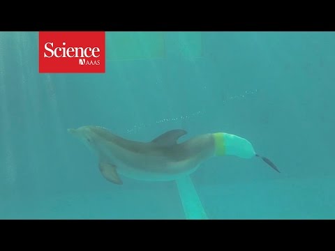 Watch a dolphin swim with a first-of-its-kind artificial fluke