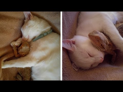 Lizard And Cat Are Adorable Cuddle Friends