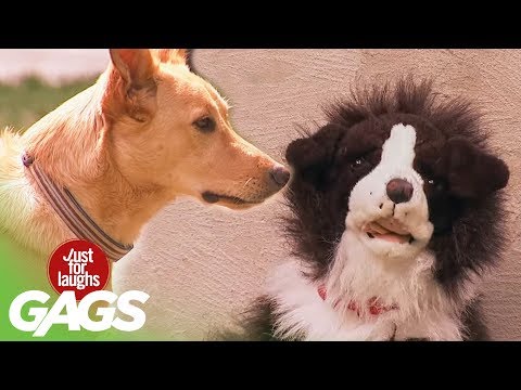 Stuffed Dog Attacks Real Dog Prank
