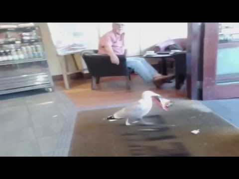 Shoplifting Seagull