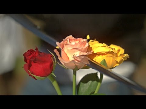 Katana vs Roses - Slow Motion