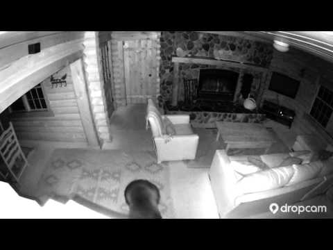 Dropcam | Bear in the House