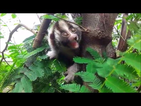Rescued slow loris learns to climb a tree