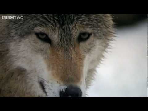 Human Evolution Aided by Dogs - Horizon: The Secret Life of the Dog - BBC Two