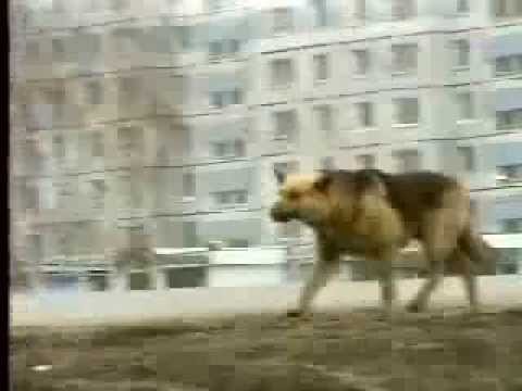 Собака которая ждала 8 лет своего хозяина (хатико rus)