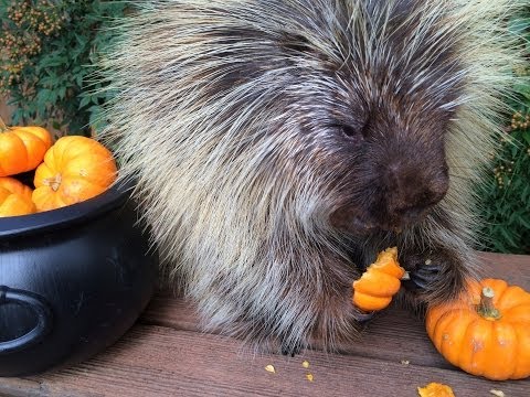 Teddy Bear the Porcupine's Halloween Feast