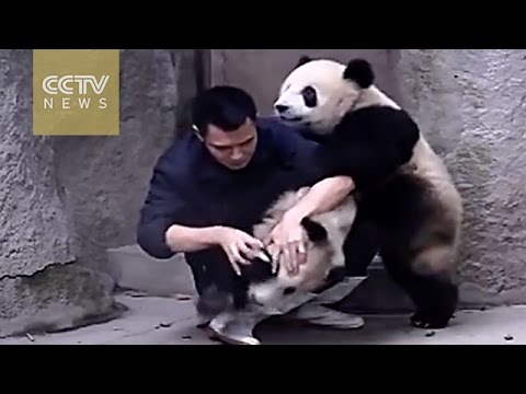 Cute Alert! Clingy pandas don’t want to take their medicine