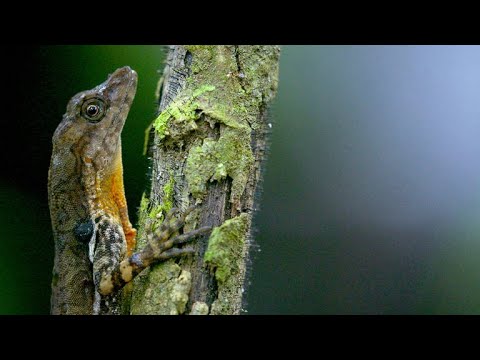 This Costa Rican Lizard Can Mimic a Deep Sea Diver