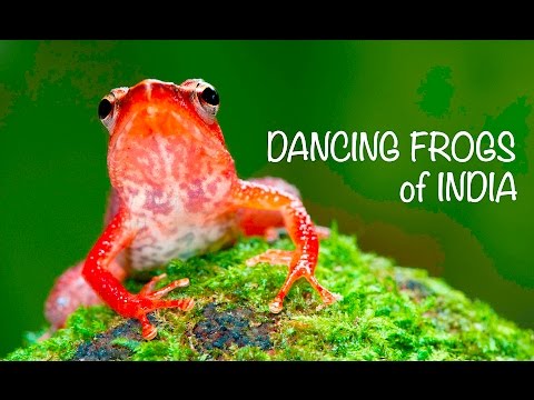 DANCING FROGS of INDIA