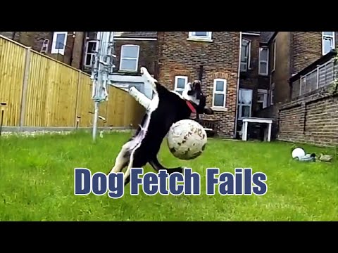 Dog Fetch Fails
