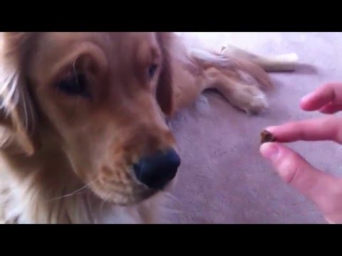 Dog Patiently Waits for a Treat