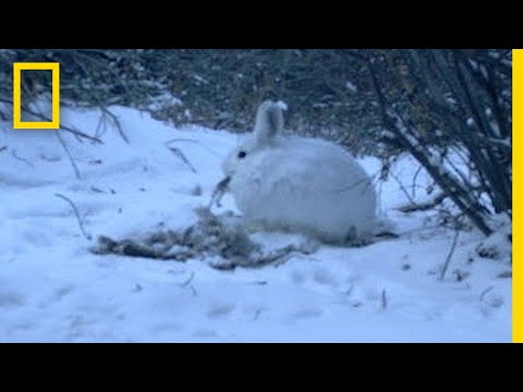 See a Meat-eating Hare Caught In The Act | National Geographic