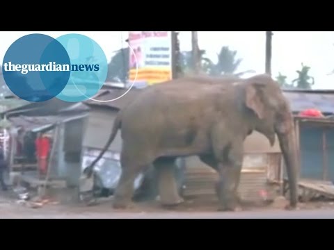 Wild elephant rampage in India
