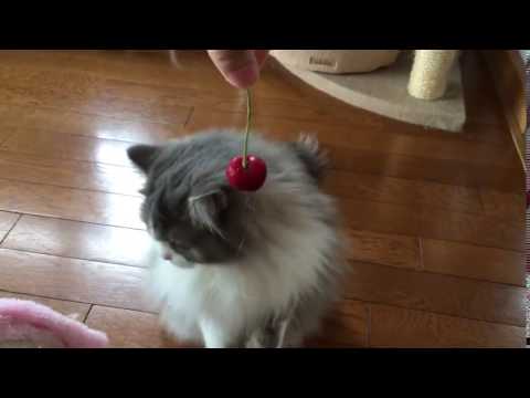 вежливая кошка из Японии аккуратно потрогала лапой вишенку