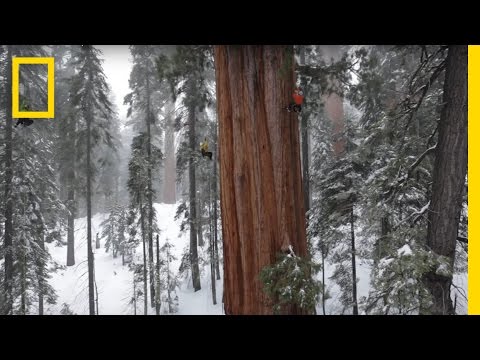 Magnificent Giant Tree: Sequoia in a Snowstorm | National Geographic