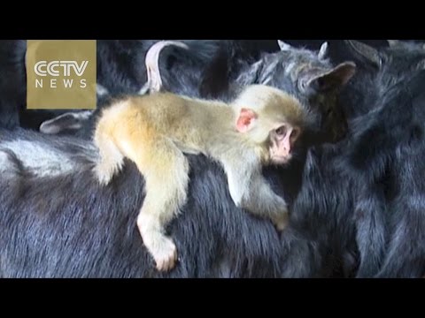 Footage: Baby monkey befriends a goat in east China