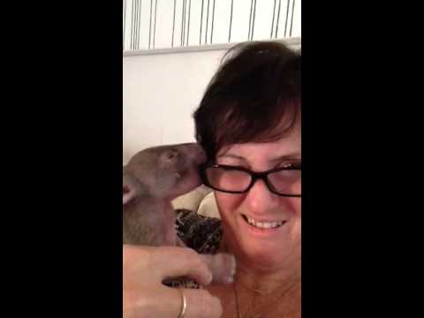 Naughty baby wombat stole my glasses