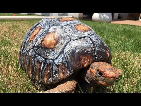 Tortoise Gets Hand-Painted 3D Printed Shell After Surviving Forest Fire
