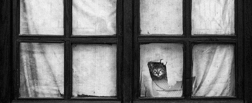 31 кот в окне
