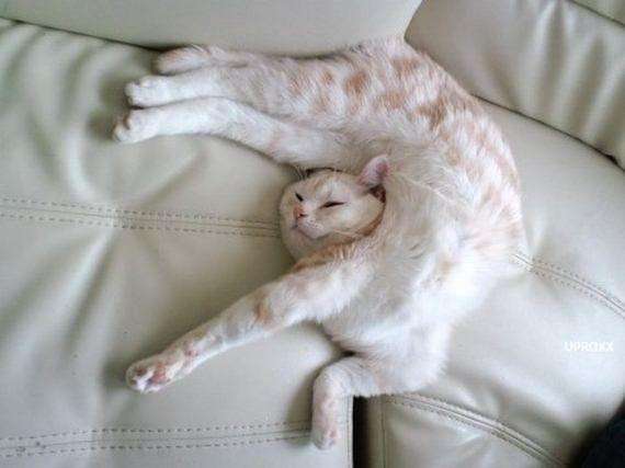cats_relax