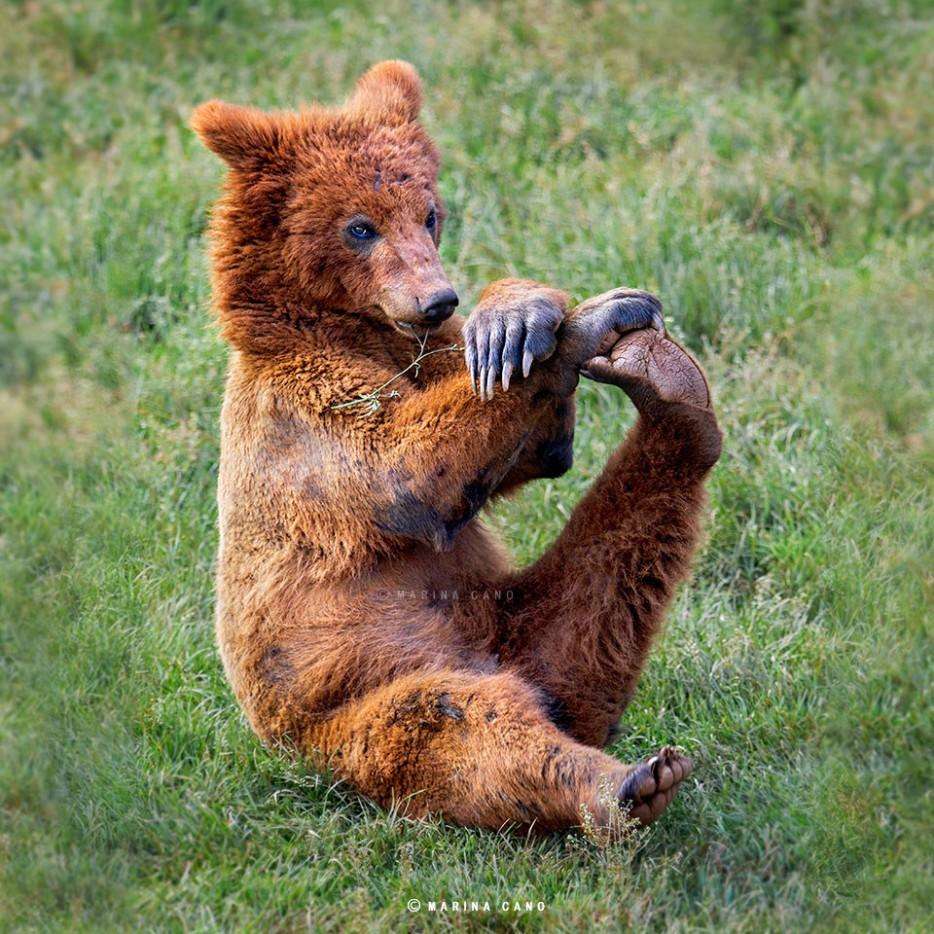 медведь гимнаст растяжка
