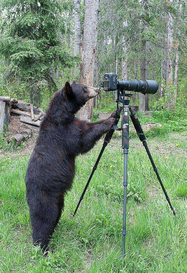 Медведь фотограф Эти 37 медведей ведут себя как люди