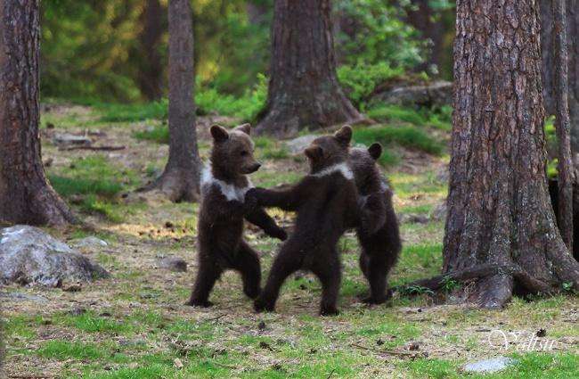Медведи, пытающиеся вести себя как люди