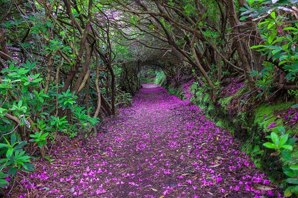 Тоннель рододендронов в Кенмэре, Ирландия